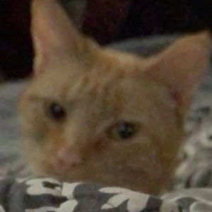 Meet your Posher, Allyson